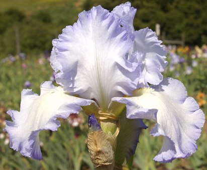 Cloud Ballet - fragrant reblooming tall bearded Iris