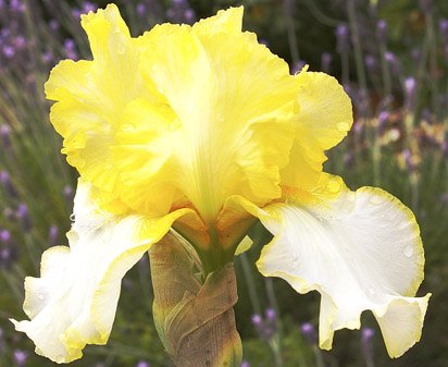 Clouding Up NOID - tall bearded Iris