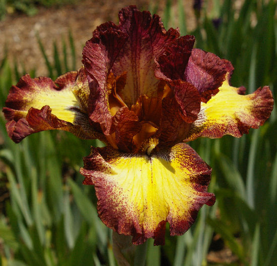Clown Around - reblooming tall bearded Iris