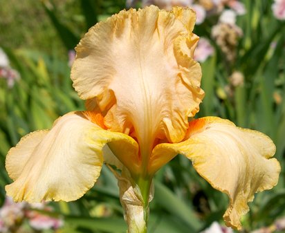 Cloyd's Love - fragrant tall bearded Iris