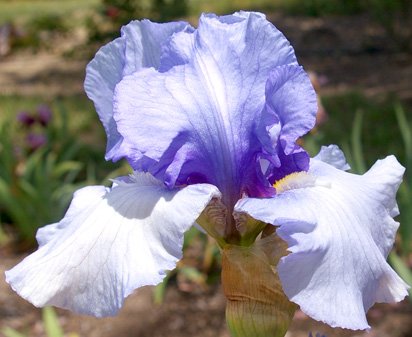 Coastal Mist - fragrant reblooming tall bearded Iris