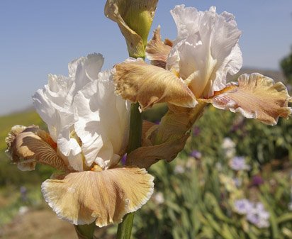 Coffee Whispers - fragrant tall bearded Iris