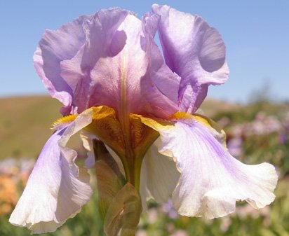 Collage - tall bearded Iris