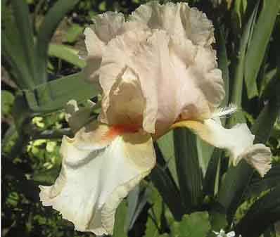 Colleen's Dreamsicle - fragrant tall bearded Iris