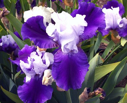 Color Coded - fragrant tall bearded Iris
