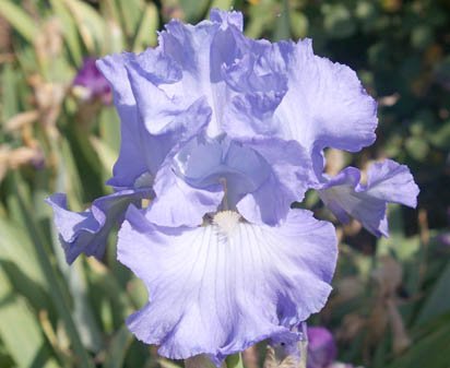 Color Me Blue - fragrant tall bearded Iris