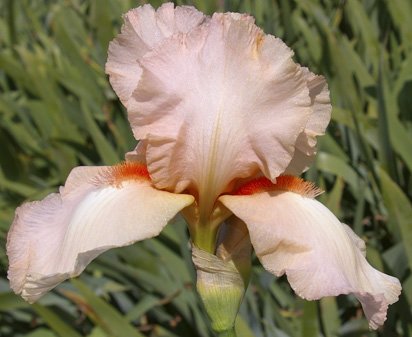 Color Me Pink - fragrant tall bearded Iris