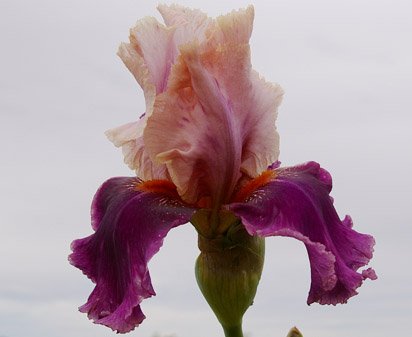 Color Splash - tall bearded Iris