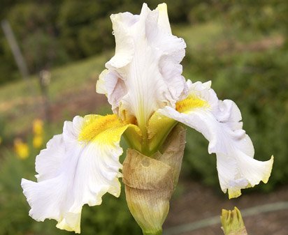 Colorado Bonanza - fragrant tall bearded Iris