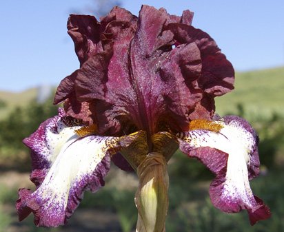 Colorwatch - reblooming tall bearded Iris