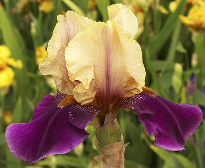 Comanche Drums - reblooming tall bearded Iris