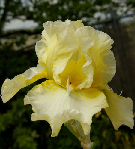 Come To Me - reblooming tall bearded Iris