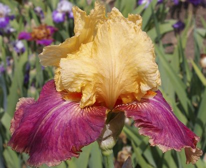 Come What May - reblooming tall bearded Iris