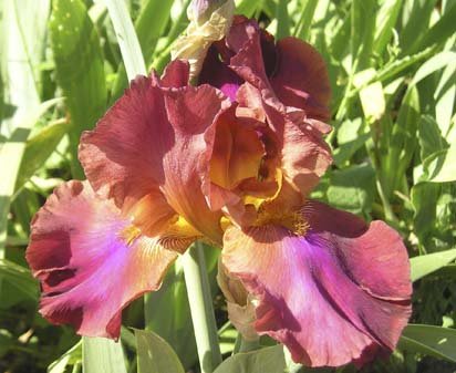 Commando - tall bearded Iris