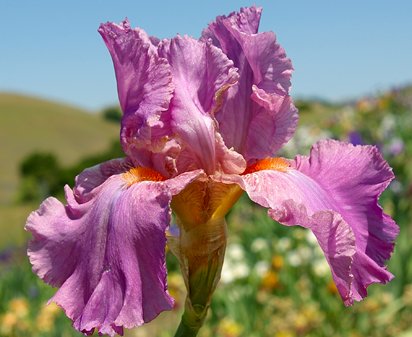 Composed - fragrant tall bearded Iris
