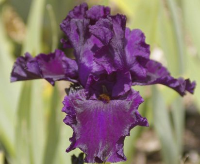 Condor's Shadow - fragrant tall bearded Iris