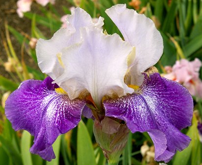 Confederate Royalty - fragrant tall bearded Iris