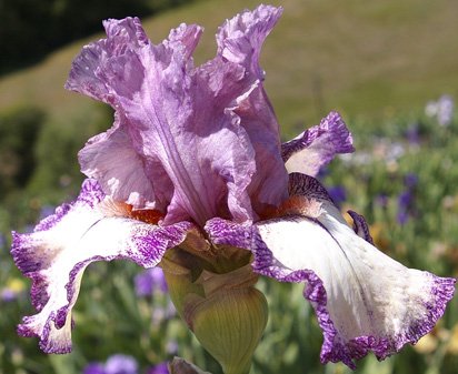 Confidante - fragrant tall bearded Iris