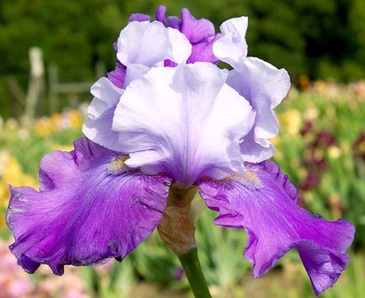 Congratulations - fragrant tall bearded Iris