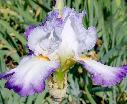 Conjuration - fragrant reblooming tall bearded Iris