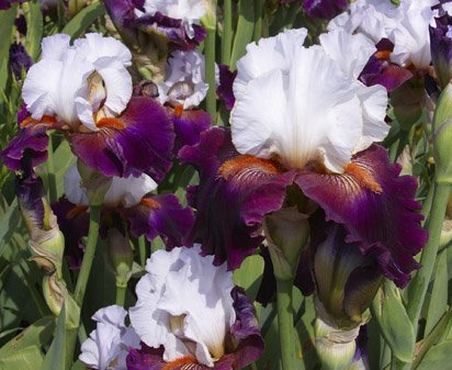 Connection - tall bearded Iris