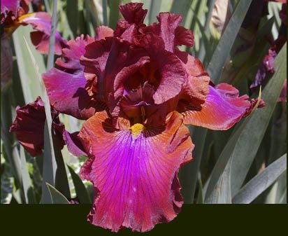 Conspiracy - tall bearded Iris