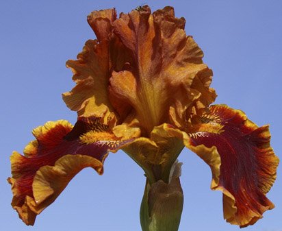 Copatonic - tall bearded Iris