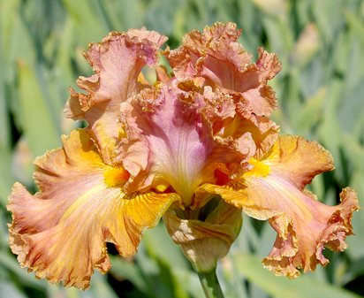 Copper Bubble Bath - tall bearded Iris