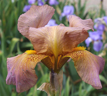 Copper Lustre - tall bearded Iris