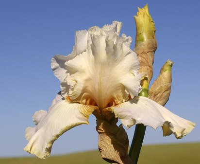Coral Coast Noid - tall bearded Iris