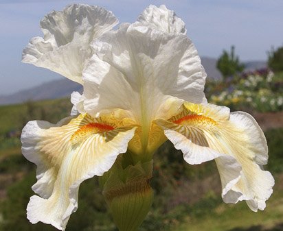 Coral Strand - tall bearded Iris
