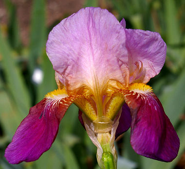 Coralie - tall bearded Iris