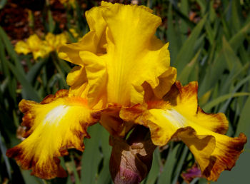 Core Values - tall bearded Iris