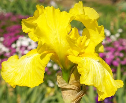 Corn Harvest - fragrant reblooming tall bearded Iris