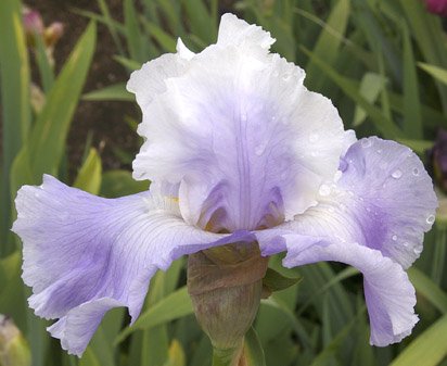 Cosmic Wave - fragrant tall bearded Iris