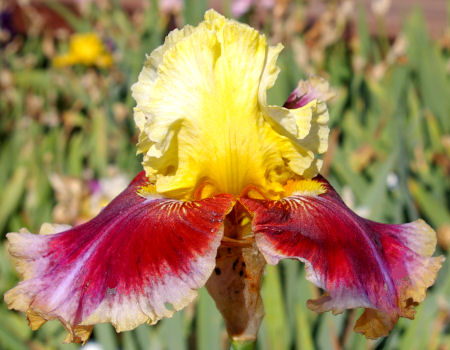 Cosmic Blast - tall bearded Iris