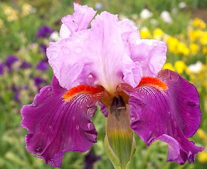 Costa Rica - reblooming tall bearded Iris