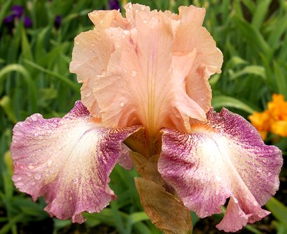 Costumed Clown - tall bearded Iris