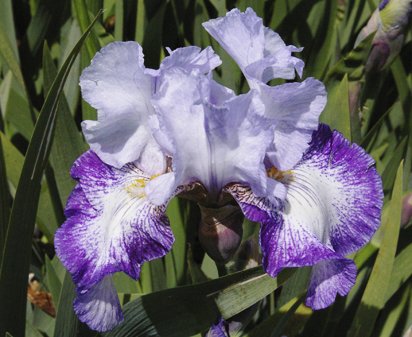 Council Meeting - tall bearded Iris