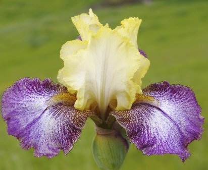Country Diary - fragrant tall bearded Iris