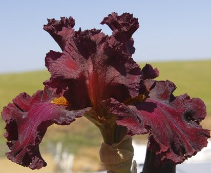 Cover Page - tall bearded Iris