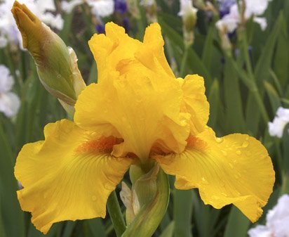 Covet Me - fragrant tall bearded Iris