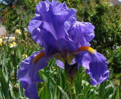 Cowabunga - fragrant reblooming tall bearded Iris