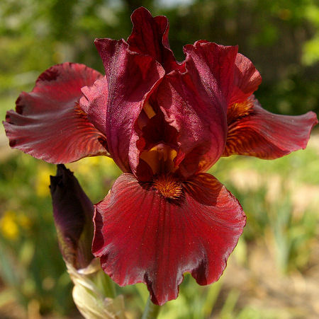 Cranapple - border bearded Iris