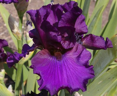 Cranberry Cooler - tall bearded Iris