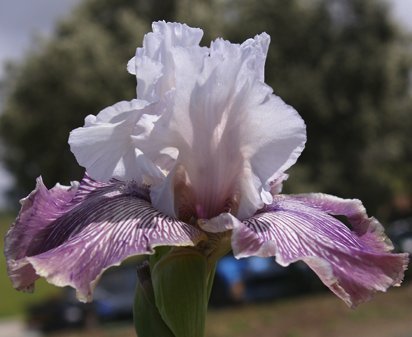 Crazy for You - fragrant tall bearded Iris