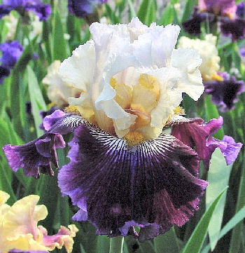 Honey Cream Grapes - tall bearded Iris