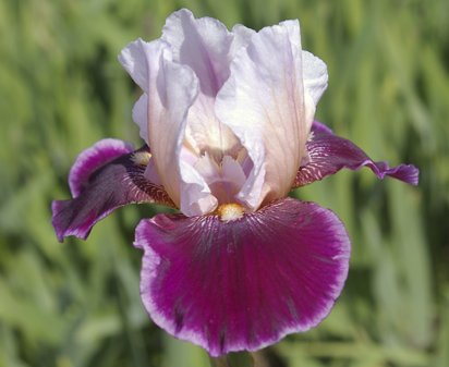 Crimson Snow - tall bearded Iris