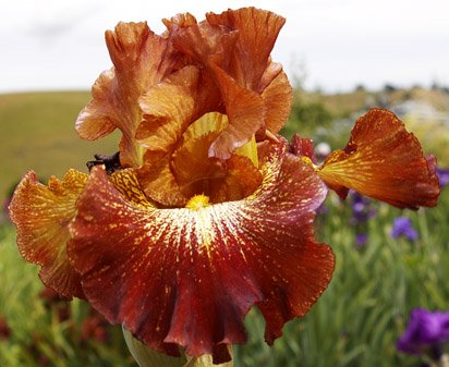 Crimson Twist - tall bearded Iris