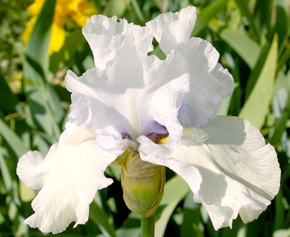Critic - tall bearded Iris